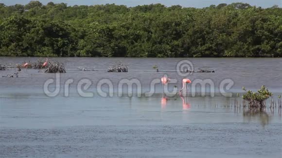 湖边的一包粉色火烈鸟视频的预览图