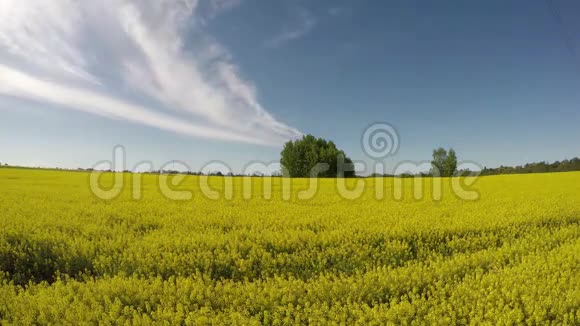 傍晚阳光下美丽的油菜黄田延时4K视频的预览图