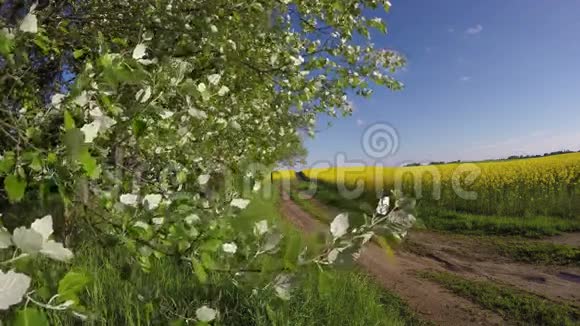 春天的农田农村公路和油菜田4K视频的预览图