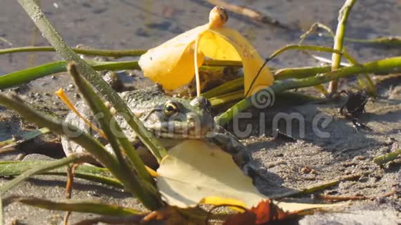 在落黄的叶子旁边的岸边的青蛙视频的预览图