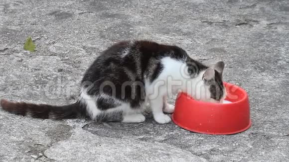 小猫从红碗里舔牛奶视频的预览图