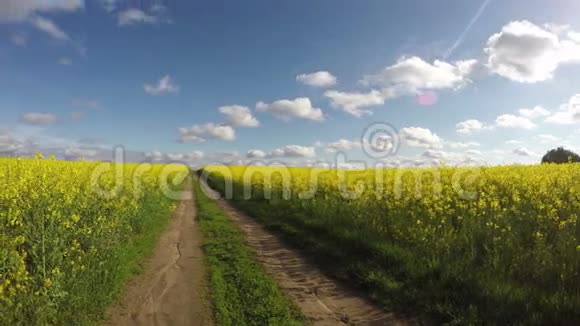 农田乡村道路和美丽朵朵油菜花田全景延时4K视频的预览图