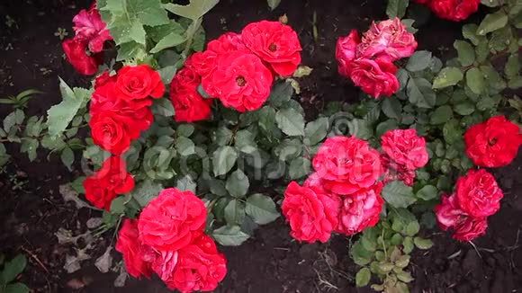 玫瑰花蕾特写明亮的晴天多种颜色的玫瑰花瓣细节和特写视频的预览图