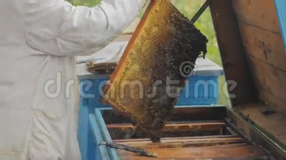 蜂窝上的蜜蜂收获蜂蜜养蜂人女士轻轻地把蜜蜂从框架中移除视频的预览图