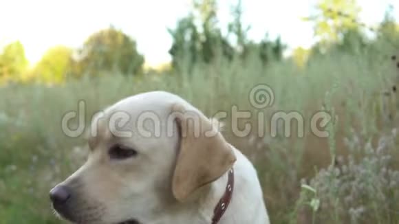 美丽的狗栖息在大自然上视频的预览图