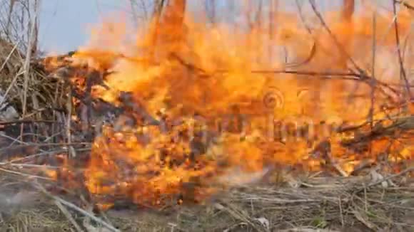 燃干草枝近观大自然中危险的野火视频的预览图