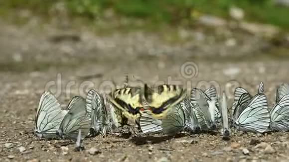 特写慢动作一群蝴蝶带着青色的翅膀在山地中吸收营养并在地上爬行视频的预览图
