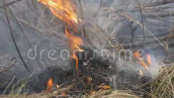 燃干草枝近观大自然中危险的野火视频的预览图
