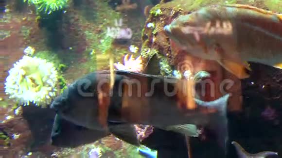 热带鱼背景视频的预览图