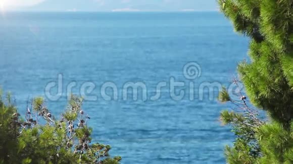 不错的旅行背景蓝色深海背景的前景松枝视频的预览图