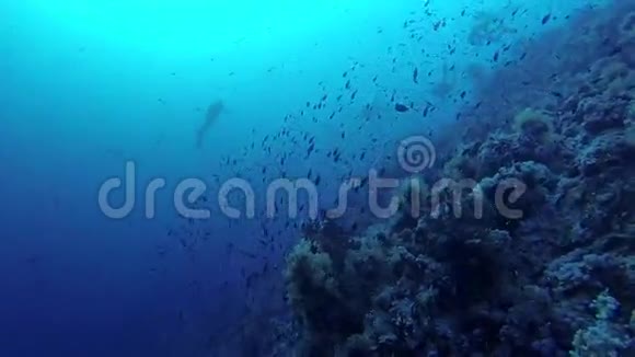 红海珊瑚附近的鱼群视频的预览图