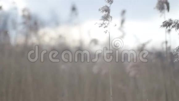 春天或秋天的干草被拍动视频的预览图