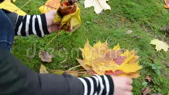 女人的手做装饰花美丽的秋树叶视频的预览图