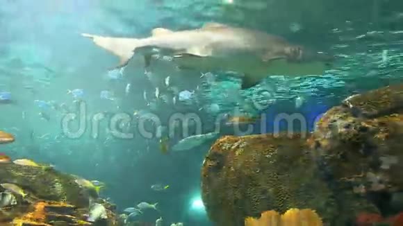 鲨鱼游过一群黄尾视频的预览图