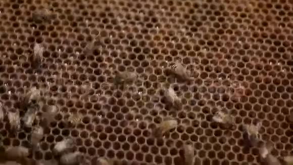 蜂窝蜜蜂蜂群和蜂蜜生产养蜂人的宏观镜头视频的预览图