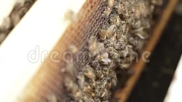 蜜蜂蜂群和蜂蜜生产养蜂人的宏观镜头视频的预览图