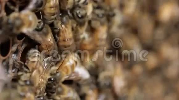 蜜蜂蜂群和蜂蜜生产养蜂人的宏观镜头视频的预览图