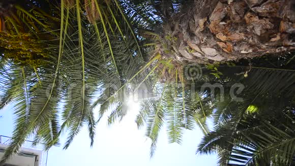 阳光下的棕榈树视频的预览图