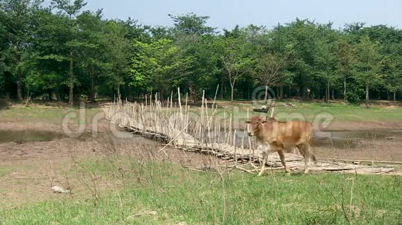 动物牛竹子柬埔寨视频的预览图