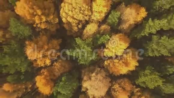 秋天多彩林的空中镜头黄绿树视频的预览图