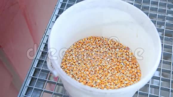 农民采集谷物水分玉米样品视频的预览图