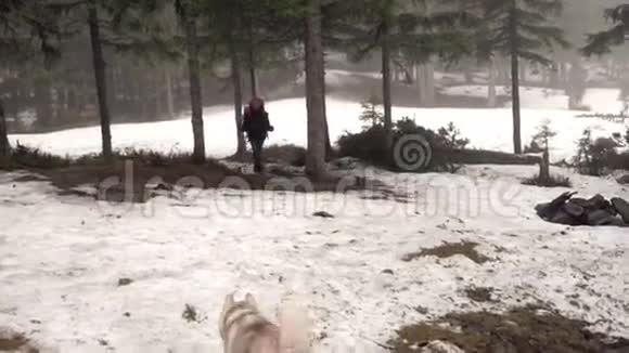 女徒步旅行者和森林里的几只哈士奇狗视频的预览图