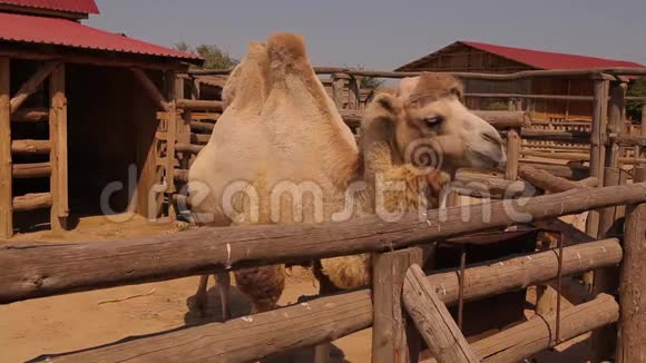 骆驼在动物园里靠近骆驼吃骆驼在木制鸟舍后面吃一只干净的大骆驼视频的预览图