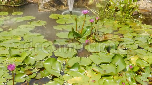 紫粉色的水若虫在一个有喷泉的池塘里水上花园美丽的花朵越南视频的预览图