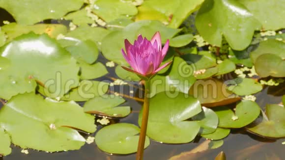 紫粉色的水若虫在一个有喷泉的池塘里水上花园美丽的花朵越南视频的预览图