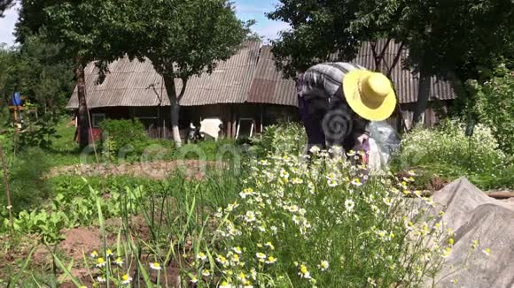 戴黄色帽子的高级妇女草药甘菊视频的预览图