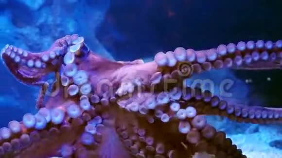 巨型章鱼在水族馆的玻璃上张开触手视频的预览图