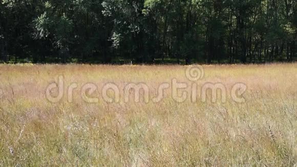 高草草原夏风林视频的预览图