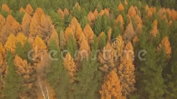 秋天多彩林的空中镜头黄绿树视频的预览图