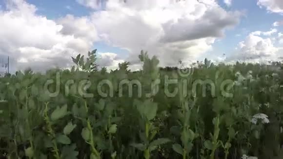 风在豆科植物领域延时4k视频的预览图
