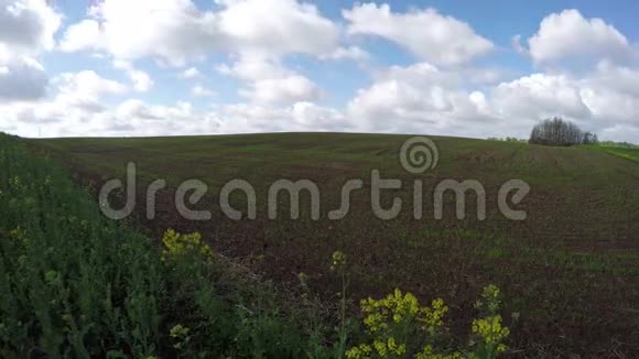 春天的麦田里有着年轻的植物芽和云延时4K视频的预览图