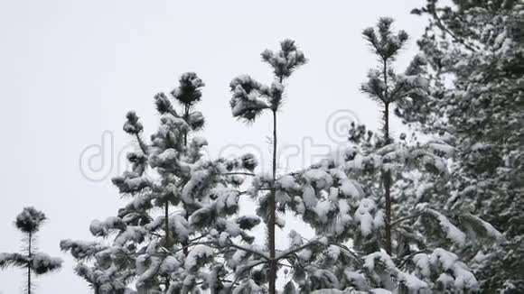 松树林圣诞树白雪冬林美景的树梢视频的预览图