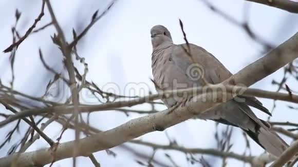 秃鹫斑鸠鸟在树枝上的斑鸠视频的预览图