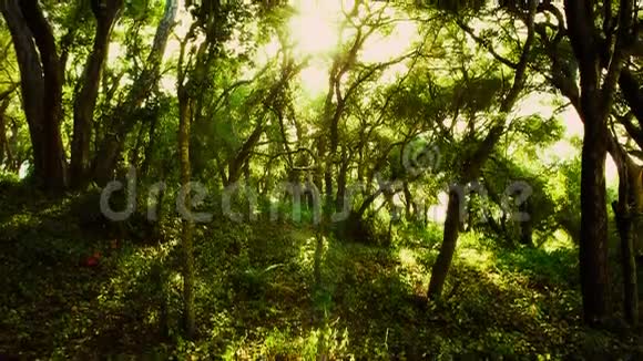 闪烁的白天森林场景视频的预览图