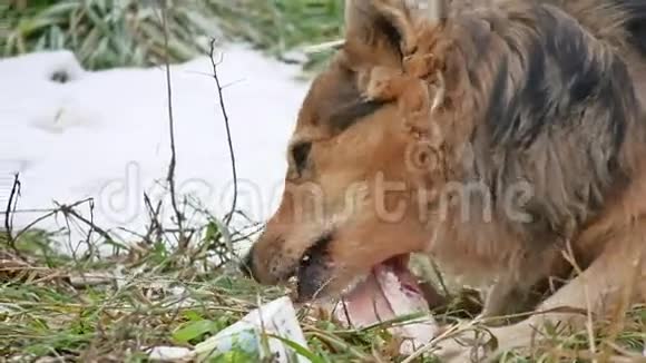 狗在户外吃一块骨头肉视频的预览图