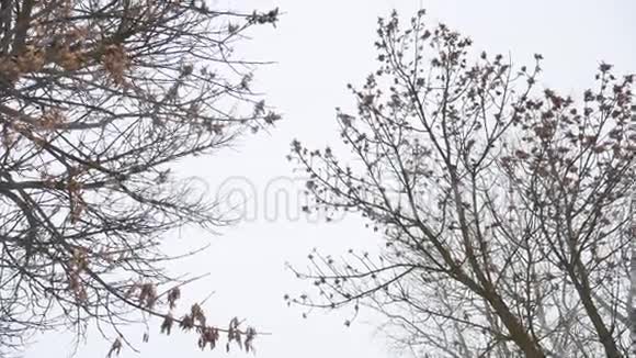 干枫树顶白冬天风景视频的预览图