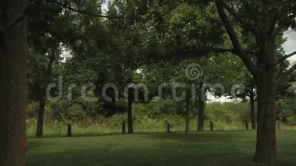 公园里的树木和绿地视频的预览图