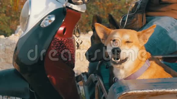 狗正坐在一辆泰国摩托车的拖车里车上有婴儿车亚洲慢动作视频的预览图