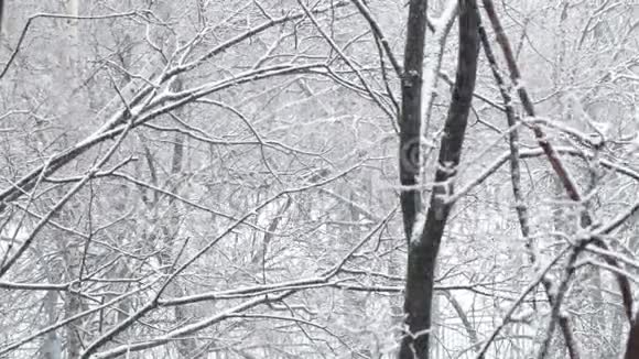 降雪和树木大镜头视频的预览图