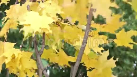 微风中的黄色枫叶视频的预览图