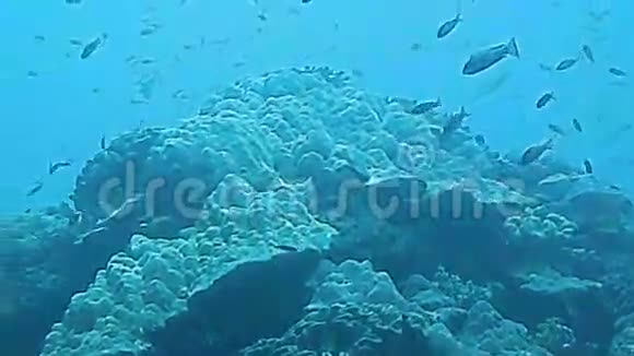 巴厘岛热带鱼类和珊瑚接近视频的预览图
