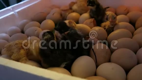 小的还是湿的新生儿白的和黑的鸡在农场的孵卵器旁破蛋壳视频的预览图