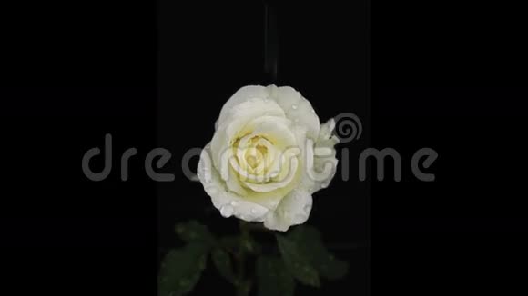 雨滴在白玫瑰上近似视频的预览图