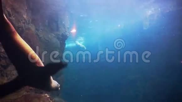 海豹在鱼缸玻璃里游泳和快乐玩耍的水下片段视频视频的预览图