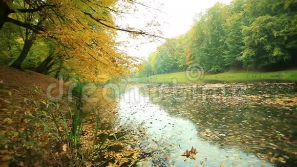 公园里有金色叶子的池塘视频的预览图