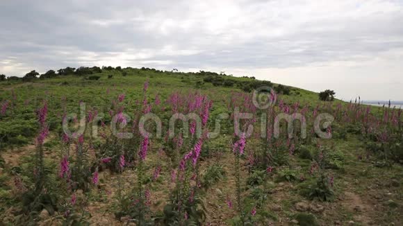 英国威尔士高威半岛的粉红狐狸精视频的预览图